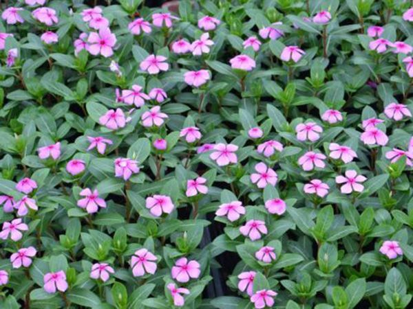 長(zhǎng)春花